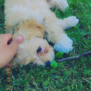 Meet your Posher, Casey